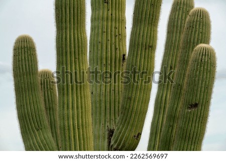 Saguaro cactus arms with many deep green ridges and visible spikes on surface exterior with white sky background. In desert region in sonora tuscon arizona mountains in wilderness.