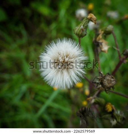 Closeup picture of fluffy White Dandelion with grass as a background.
