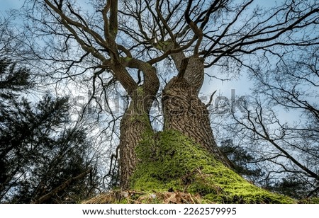 View of the trees from the bottom up. Tree trunk in moss. Mossy tree trunk in forest. Mossy forest tree Royalty-Free Stock Photo #2262579995
