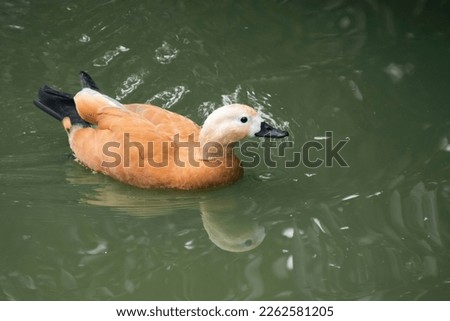 brown reddish colour duck spotted in water pond 