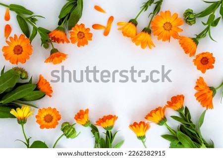 Frame of flowers Calendula ( marigold ) on a white background with space for text. Medicinal herb. For product advertising and presentation.Mockup. Flat lay,copy space.
