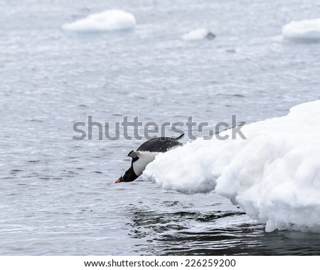 Gentoo penguin jumps into the water