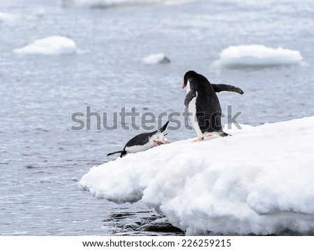 Gentoo penguins dive from the ice rock into the water