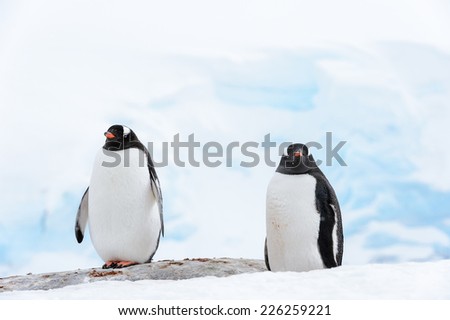 Couple of serious gentoo penguins on the snow