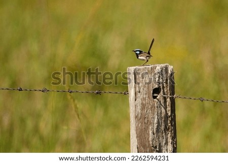 A single male Superb Fairywren (Malurus cyaneus) perched with tail up on a wooden fence post with barbed wire and a green grassy background. Taken in Port Macquarie, NSW, Australia.