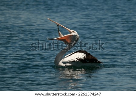 Side view of an Australian Pelican (Pelecanus conspicillatus) swallowing a fish in its bill on the water. Taken in Port Macquarie, NSW, Australia. Royalty-Free Stock Photo #2262594247