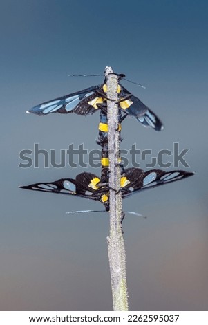 Wasp moth, Tiger moth mating on tree branch, isolated nature background.  Royalty-Free Stock Photo #2262595037