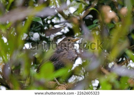 A female black bird perched on the branch of an ake ake tree 