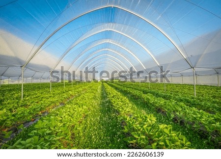 Hothouse used for growing strawberries in Karelia. Greenhouses for young strawberry plants on the field. Strawberry plantation. Long rows Royalty-Free Stock Photo #2262606139
