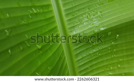 Plant leaves that look fresh in the rainy season