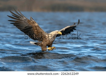 White-tailed eagle or Eurasian sea eagle (Haliaeetus albicilla) flying and fishing close to the water surface.  The eagle is flying to catch a fish. Poland, europe. Blue watercolor background.        