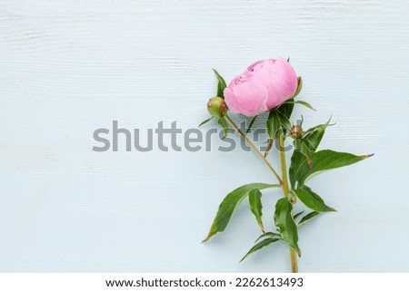 Flowers Pink Peonies . Beautiful peony flower for catalog or online store. Floral shop concept . Flowers deliver.