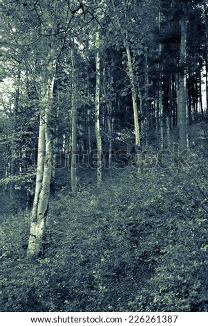 forest landscape / background