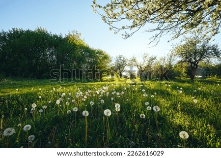 An old apple orchard on a green lawn in sunny day. Scenic image of trees in charming garden. Agrarian region of Ukraine, Europe. Flowering orchard in spring time. Photo wallpaper. Beauty of earth. Royalty-Free Stock Photo #2262616029
