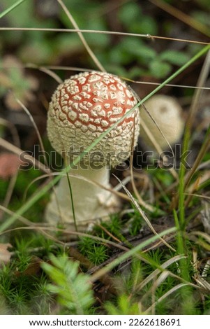 Mushroom in the nature forest