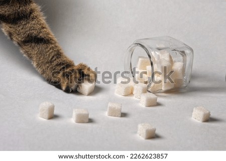Cat's paw taking sugar cubes from a jar on a white background Royalty-Free Stock Photo #2262623857