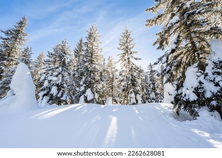 Alpine mountains landscape with white snow and blue sky. Sunset winter in nature. Frosty trees under warm sunlight. Wonderful wintry slovakia landscape