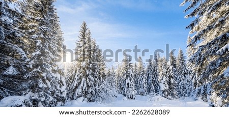 Alpine mountains landscape with white snow and blue sky. Sunset winter in nature. Frosty trees under warm sunlight. Wonderful wintry slovakia landscape