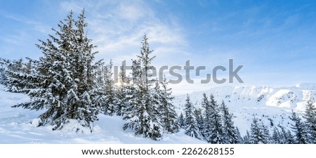 Alpine mountains landscape with white snow and blue sky. Sunset winter in nature. Frosty trees under warm sunlight. Jasna, low tatras, slovakia