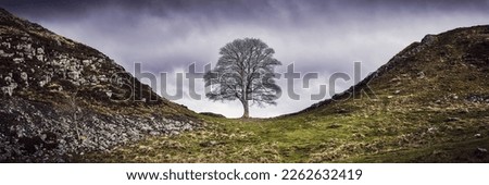 Panorama of a lonely tree in the mountains. Lonely tree panorama. Lonely tree panoramic landscape. Lonely tree silhouette Royalty-Free Stock Photo #2262632419