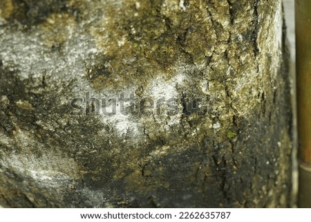 texture of tree trunks in the form of cracks, with a thin layer of green moss