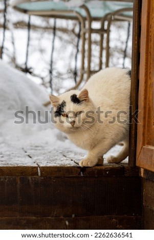 Cat in the winter in the snow on the doorstep of an old house