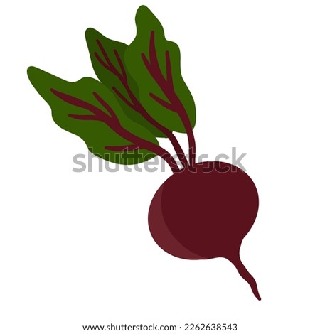 Beet vegetable health nature illustration