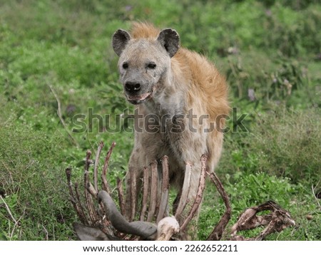 Hyena with a wildebeest carcass