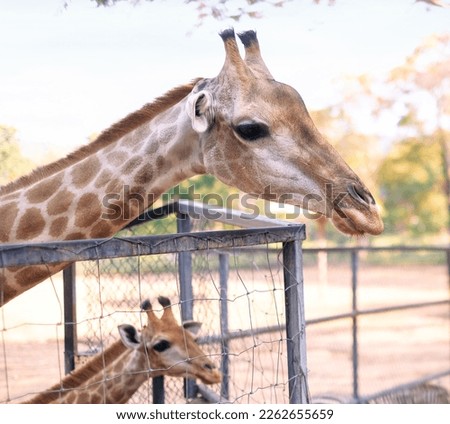 Giraffe portait in safari zoo