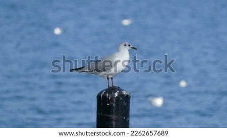 Black-headed seagull on a wooden pole with Lake Geneva in the background in St-Prex - Vaud in Winter