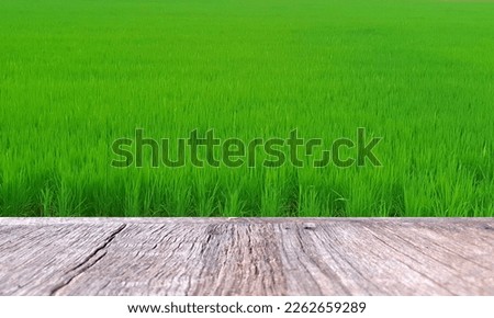 Wooden table. The background is a green rice field.