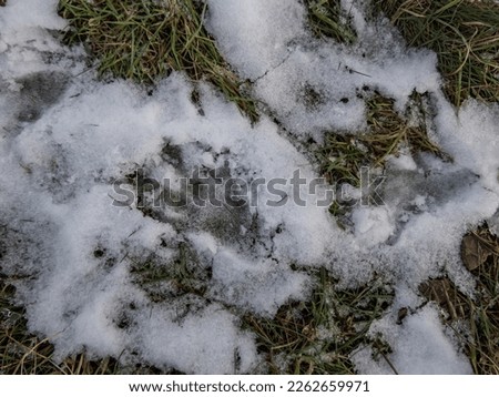 Close-up shot of a single footprint of the Eurasian beaver or European beaver (Castor fiber) walking in fresh snow on ground in winter