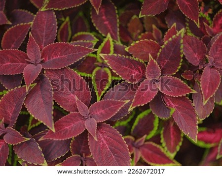 background image that is red, colors of autumn leaves are perfect, suitable for seasonal use. Closeup of coleus plant. Burgundy red leaves with green edges. Coleus Blume Plectranthus, scutellarioides.