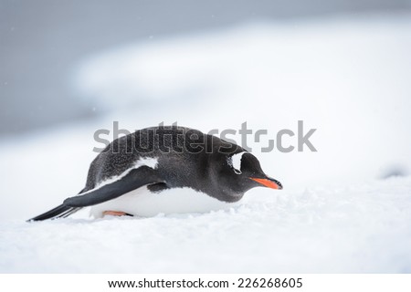 Gentoo penguin on the snow