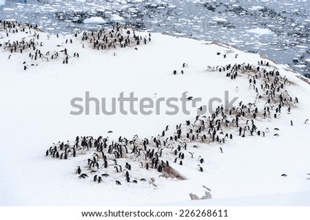 Flock of penguins in ANtarctica