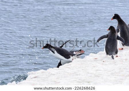 Gentoo penguins dive from the ice rock into the water