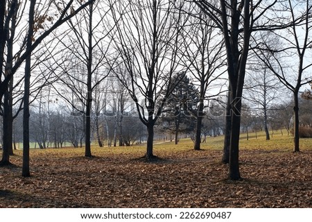 A well-composing frame with bare trees with withered leaves in the field - February winter with little snowfall, warming - snow has recently melted