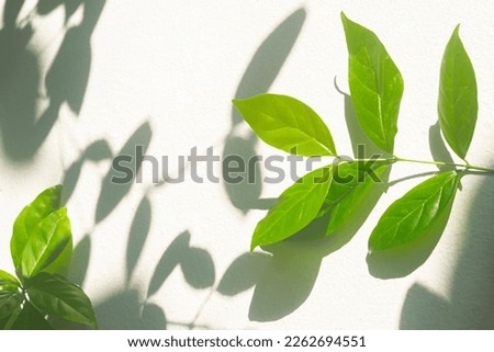 Leaf shadow and light on wall background. Nature tropical leaves tree branch plant shade sunlight on white wall for wallpaper, shadow overlay effect foliage mockup, graphic layout, wallpaper, design
