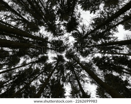 trees view of clouds from below Royalty-Free Stock Photo #2262699983
