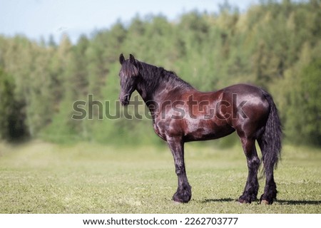 a black horse standing in a field Royalty-Free Stock Photo #2262703777