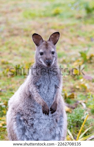 Wild Bennett's wallaby on Bruny Island Tasmania vertical portrait