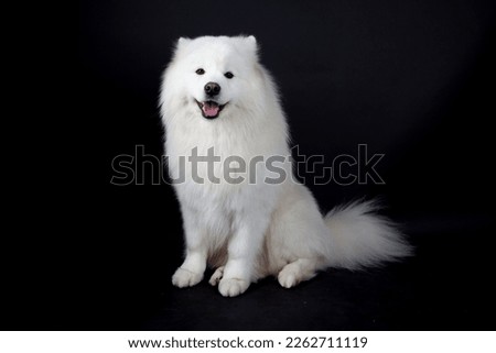 White dog. Samoyed on black background Royalty-Free Stock Photo #2262711119