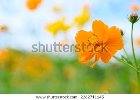 orange cosmos flower blooming in the garden under blue sky