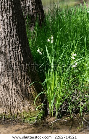 White Summer Snowflake flowers (Leucojum aestivum) in its natural habitat. An ingredient in a drug used to treat poliomyelitis. Selective focus. Royalty-Free Stock Photo #2262714521