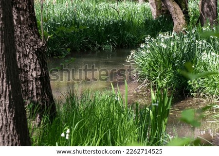 White Summer Snowflake flowers (Leucojum aestivum) in its natural habitat. An ingredient in a drug used to treat poliomyelitis. Selective focus. Royalty-Free Stock Photo #2262714525