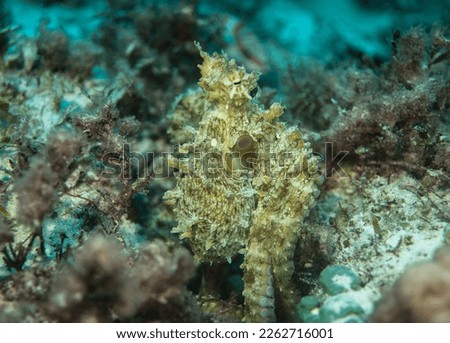 Octopus skin structure, Mauritius, Indian ocean	