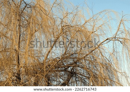 Part of a bare willow tree , branches against the sky beautifully illuminated by sunlight - February winter with little snowfall, warning - the snow has recently melted