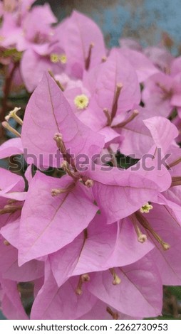 beautiful pink bougenville flowers and u can get this pic on u're collection 