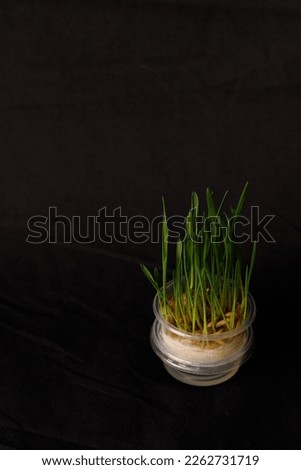 pet grass, cat grass, black backround