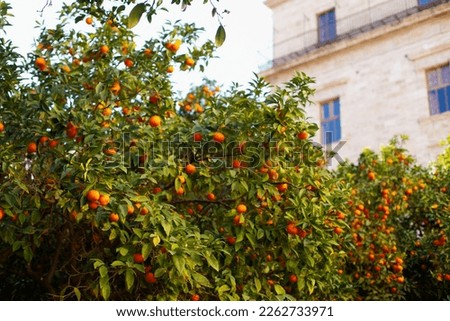 Oranges on the trees in Valencia background